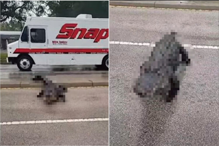 道路の向こうからやってきたのは『あの生き物』？！我が物顔で道路を横断している、その『トンデモナイ生き物』とは果たして！？