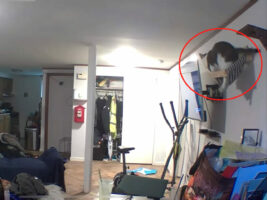 キャットハンモックからキャットウォークに移ろうとした猫に、アクシデント発生！ハンモックは壁から落ちるし、自分も宙ぶらりんになるし・・・