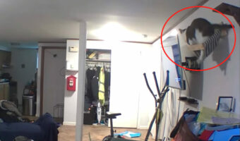 キャットハンモックからキャットウォークに移ろうとした猫に、アクシデント発生！ハンモックは壁から落ちるし、自分も宙ぶらりんになるし・・・