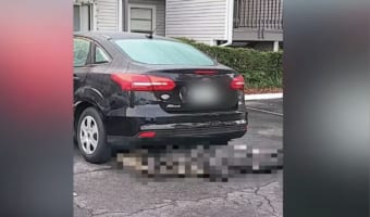 なぜこんな所にいるの?!アパートの駐車場に停めてある車の下に『トンデモナイ巨大生物』が潜り込もうとしているではないですか!!