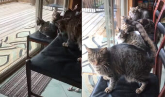 みんなで椅子に腰掛けて窓際に！猫たちは窓越しにバードウォッチングを楽しんでいました。4匹がみんなで仲良く並んでなんとも優雅なひとときです