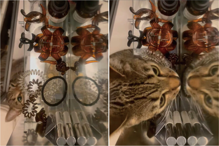 ヘアゴムで遊びたい猫。どこにしまってあるかは把握しているようで、キャビネットを自分で開けるとヘアゴムをくわえて遊びに行きました