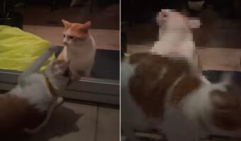 すぐそばにいるのにニャぜか一緒に遊べない・・・。窓越しに交流をはかる猫たちですが、ガラスに思いっきり弾かれてしまっています