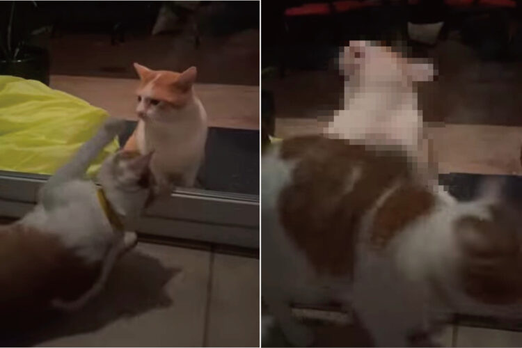 すぐそばにいるのにニャぜか一緒に遊べない・・・。窓越しに交流をはかる猫たちですが、ガラスに思いっきり弾かれてしまっています