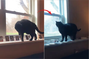 ああ！せっかくキレイにディスプレイしたのに！！コレクションは愛猫によって倒されたり床に落とされたり・・・無残なことに！！