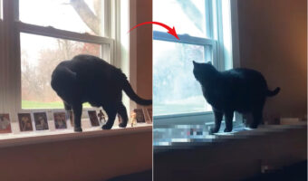 ああ！せっかくキレイにディスプレイしたのに！！コレクションは愛猫によって倒されたり床に落とされたり・・・無残なことに！！