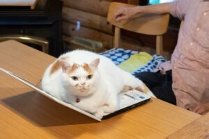 パソコンの上から退く気配のない猫に、お父さんもすっかりあきらめ顔です。パソコンの上を占拠する猫の姿に7万件以上のいいねが集まる大反響！！