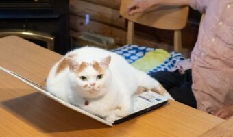 パソコンの上から退く気配のない猫に、お父さんもすっかりあきらめ顔です。パソコンの上を占拠する猫の姿に7万件以上のいいねが集まる大反響！！