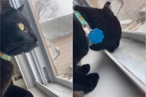 雪が降るのを眺める子猫。網戸の隙間から入り込んだ雪が気になったのか一口食べてみましたが・・・、その反応は「ちべたい！」・・・だった？