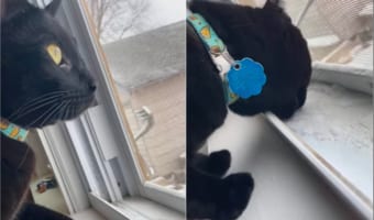 雪が降るのを眺める子猫。網戸の隙間から入り込んだ雪が気になったのか一口食べてみましたが・・・、その反応は「ちべたい!」・・・だった?