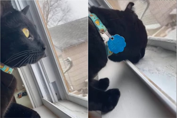 雪が降るのを眺める子猫。網戸の隙間から入り込んだ雪が気になったのか一口食べてみましたが・・・、その反応は「ちべたい！」・・・だった？