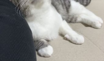 「5分コンビニ行っただけでこうなりますw」甘えん坊すぎる愛猫の仕草と表情がかわいすぎる！！