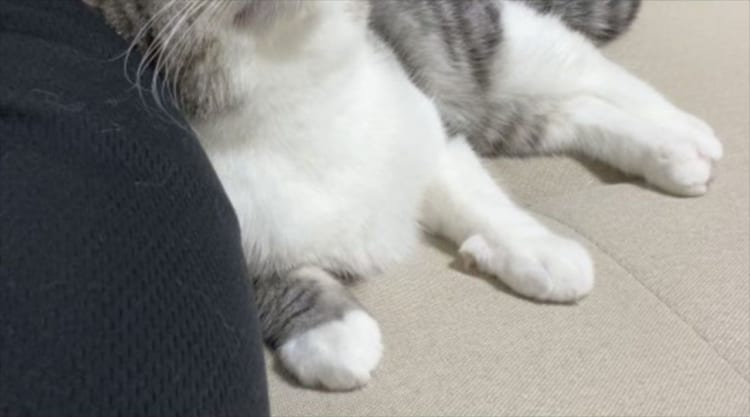 「5分コンビニ行っただけでこうなりますw」甘えん坊すぎる愛猫の仕草と表情がかわいすぎる！！