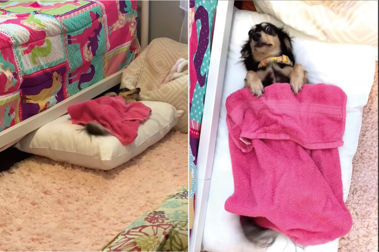 お布団に入っている間も超ハッピー！ヘソ天で寝ようとしているダックスフンドは、お布団がとても気持ちいいのか尻尾をブンブン振っています