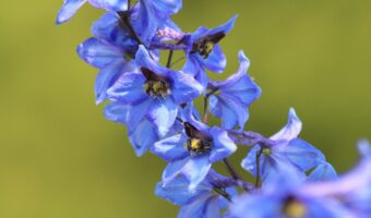 サムシングブルーとしてブーケに使用される「デルフィニウム」、その花言葉は?