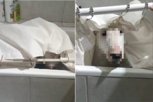 シャワールームのシャワーカーテンが落ちている？！そこには浴室に隠されたオモチャを取りに行った愛犬がいたはずなのですが・・・