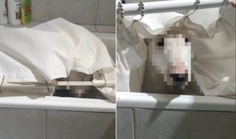 シャワールームのシャワーカーテンが落ちている?!そこには浴室に隠されたオモチャを取りに行った愛犬がいたはずなのですが・・・