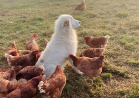 ニワトリをキツネやワシなどの捕食者から守るマレンマ・シープドッグ。自分を囲むニワトリたちに突かれてちょっかいを出されていても動じません！
