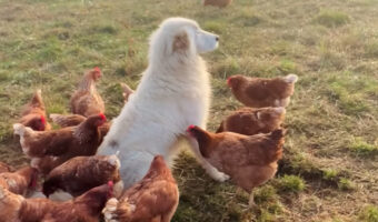 ニワトリをキツネやワシなどの捕食者から守るマレンマ・シープドッグ。自分を囲むニワトリたちに突かれてちょっかいを出されていても動じません!