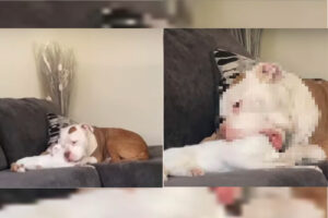 猫ちゃん大ピンチ！！ソファで寛いでいた猫とピットブル。この後ピットブルがまさかすぎる行動に出て・・・、猫もさぞ寿命が縮む思いをしたでしょう