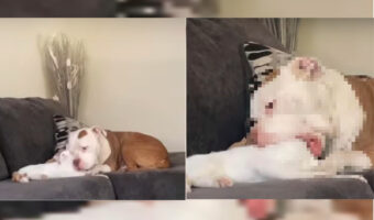 猫ちゃん大ピンチ!!ソファで寛いでいた猫とピットブル。この後ピットブルがまさかすぎる行動に出て・・・、猫もさぞ寿命が縮む思いをしたでしょう