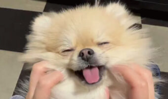 フェイシャルマッサージを施してもらっている犬。よほど気持ちいのか、リラックスした表情を見せてくれましたが・・・、今にも寝てしまいそうです