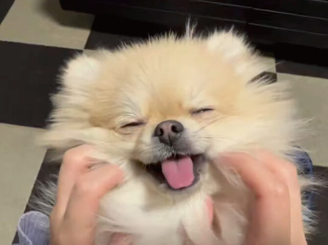 フェイシャルマッサージを施してもらっている犬。よほど気持ちいのか、リラックスした表情を見せてくれましたが・・・、今にも寝てしまいそうです