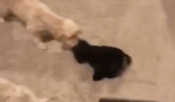 「あのこを守るワン！」大切なぬいぐるみが掃除機に襲われると思った愛犬たちが、協力しあって必死の救助作戦をはじめました！