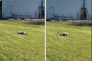 待望の春がやってきた！『ヘソ天』になって日光浴をするブルーティックビーグル。パパさんに名前を呼ばれたので、身を起こすかと思いきや・・・