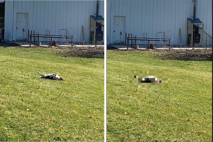 待望の春がやってきた！『ヘソ天』になって日光浴をするブルーティックビーグル。パパさんに名前を呼ばれたので、身を起こすかと思いきや・・・