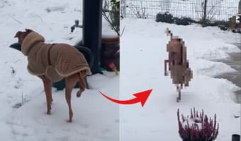 冷たいのが嫌なのは分かるけど、そこまでしなくても・・・。雪で足が冷えないようにと、犬がなんだかスゴい姿勢を披露しました！！