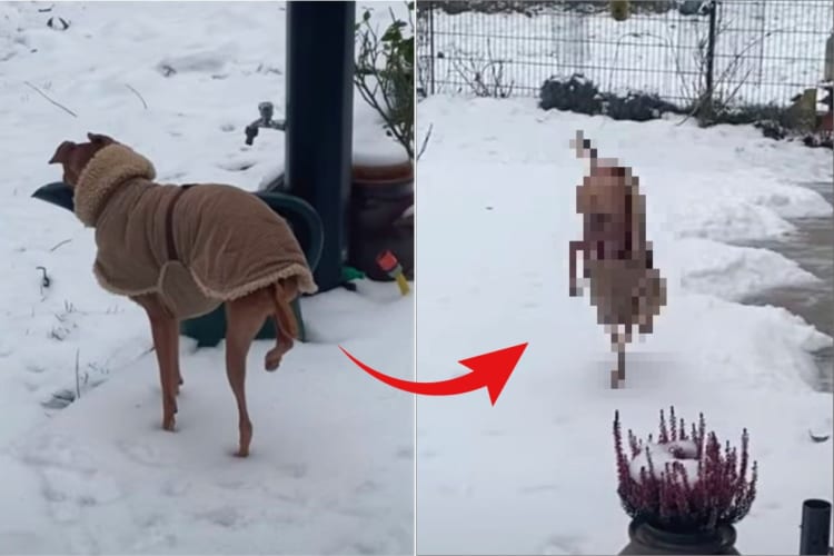 冷たいのが嫌なのは分かるけど、そこまでしなくても・・・。雪で足が冷えないようにと、犬がなんだかスゴい姿勢を披露しました！！