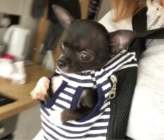 抱っこ紐で飼い主さんに抱っこしてもらっているチワワ。自分が水中にいると勘違いしているのか・・・、『ある動き』が止まりません！！
