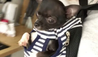 抱っこ紐で飼い主さんに抱っこしてもらっているチワワ。自分が水中にいると勘違いしているのか・・・、『ある動き』が止まりません！！