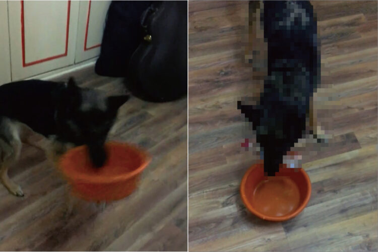 なにをしてほしいかがすぐ分かる！愛犬のアピールは、なにが欲しいかすぐ分かるほど一目瞭然でした！！ボウルを置いて、次に取ってきたのは・・・