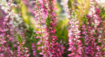 エリカとはどんな花？その花言葉は？人名のような名前だけど・・・その由来は意外な日常用品でした！！