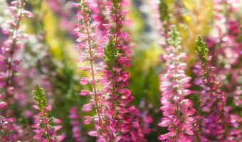 エリカとはどんな花？その花言葉は？人名のような名前だけど・・・その由来は意外な日常用品でした！！