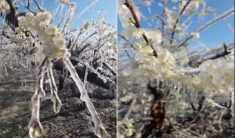 世にも珍しい、凍った満開の花!リンゴやプラムの花が満開に咲き誇っているのに・・・、全て凍っているのです!!花にはツララもできています