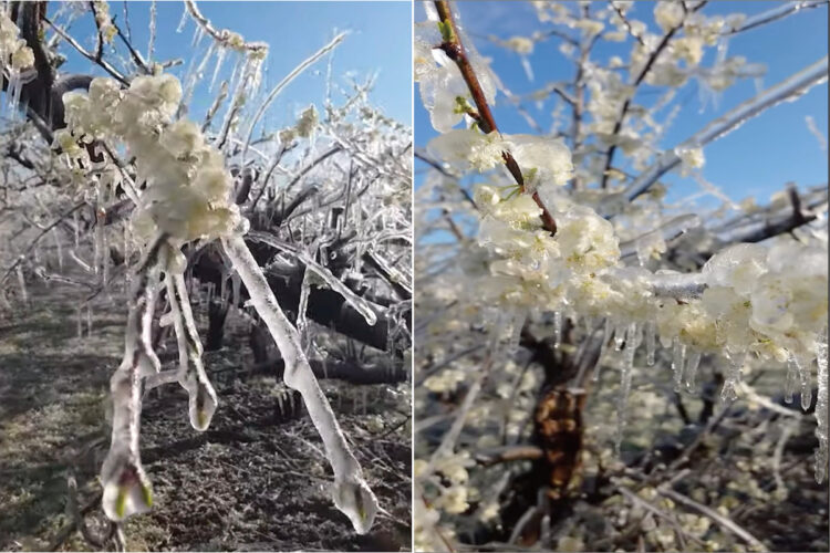世にも珍しい、凍った満開の花！リンゴやプラムの花が満開に咲き誇っているのに・・・、全て凍っているのです！！花にはツララもできています