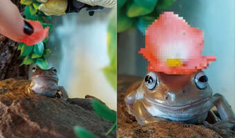 カエルの頭に小さな花を載せてみたら・・・。身じろぎひとつしなかったので、とてもステキな帽子になりました！！