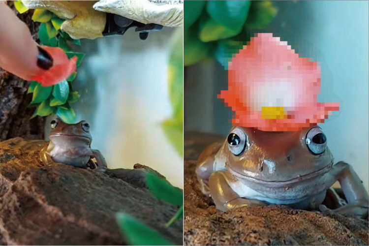 カエルの頭に小さな花を載せてみたら・・・。身じろぎひとつしなかったので、とてもステキな帽子になりました！！