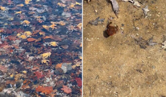 「なんとカエルが陸に上がり仲間になりたそうにこちらを見ている」水辺にいたカエルが一匹、人懐っこいのかずっと後を付いてきます!!