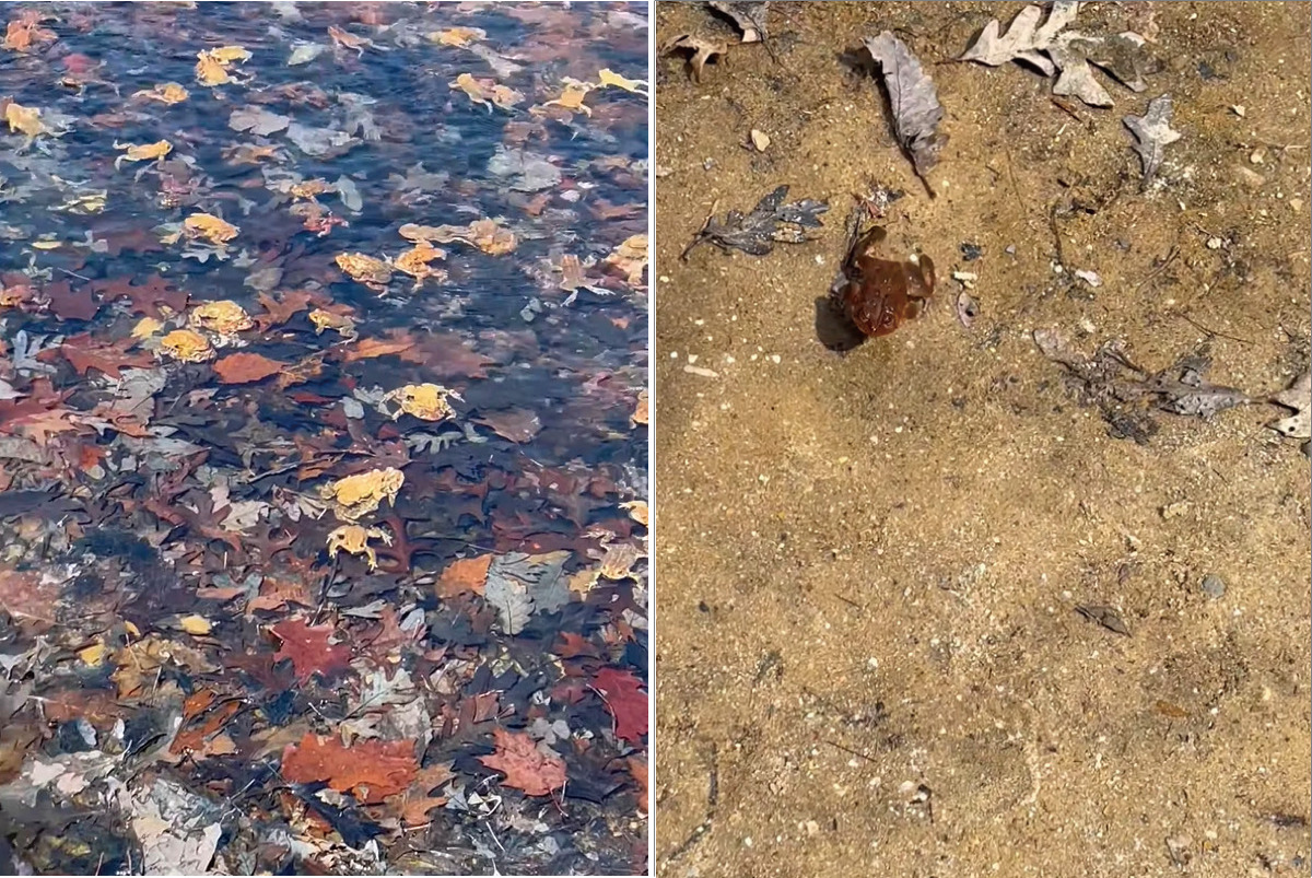 「なんとカエルが陸に上がり仲間になりたそうにこちらを見ている」水辺にいたカエルが一匹、人懐っこいのかずっと後を付いてきます！！