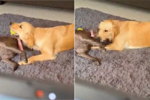 ボールの取り合いをしていた2匹の愛犬。ところが、1匹が取った次の行動にビックリ！ボールより夢中になってくわえたいものがあったようです！！
