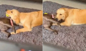 ボールの取り合いをしていた2匹の愛犬。ところが、1匹が取った次の行動にビックリ!ボールより夢中になってくわえたいものがあったようです!!