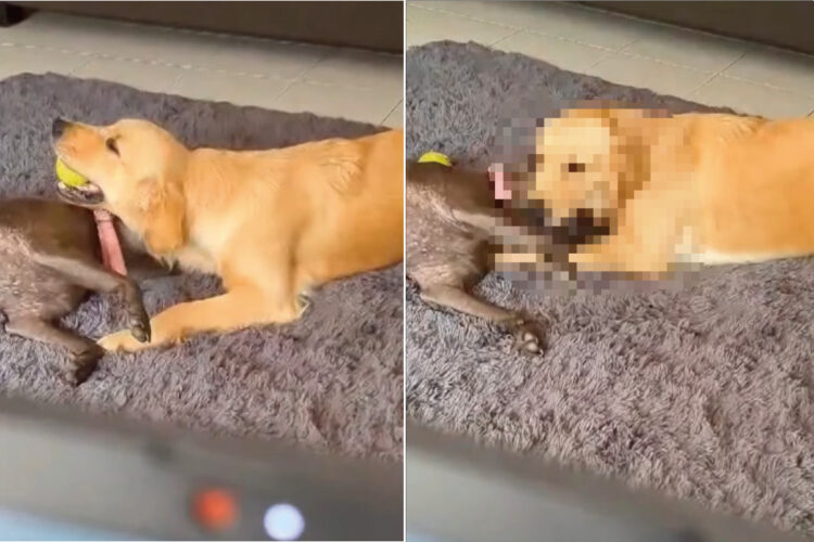 ボールの取り合いをしていた2匹の愛犬。ところが、1匹が取った次の行動にビックリ！ボールより夢中になってくわえたいものがあったようです！！