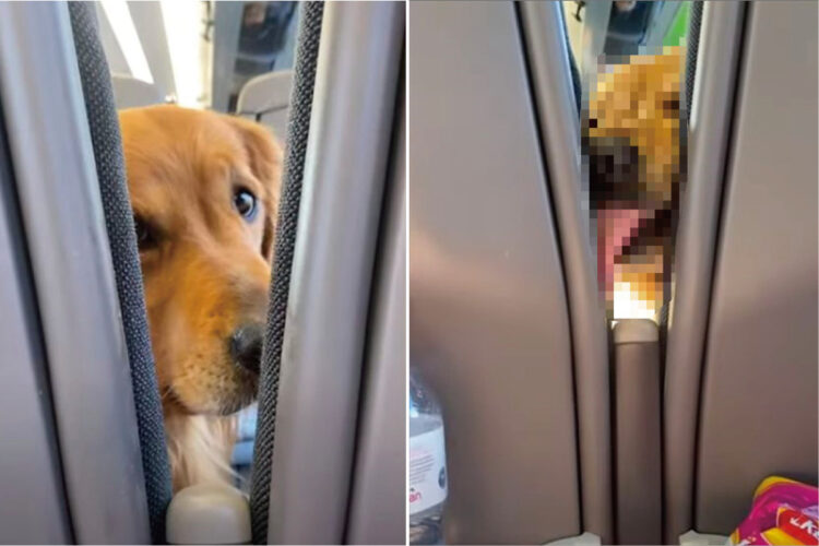 列車での旅でお腹を空かせたゴールデンレトリバーが、座席の間からおやつのおねだり！けど、なんだかどんどんスゴい顔になってきてるよ！！