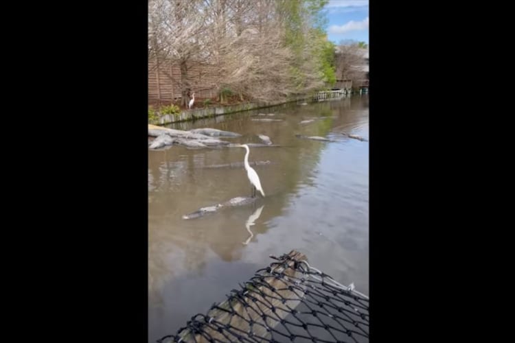 シロサギが一休みしている場所はなんと・・・！大きなワニの背中に乗ってクルーズを楽しんでいました