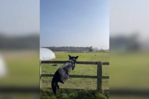 柵を飛び越える練習中のベルジアンマリノア。カッコよく飛び越えると思いきや、まさかの失敗！その転び方にヒヤッとしましたがケガはなかったそうです