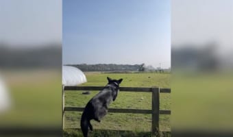 柵を飛び越える練習中のベルジアンマリノア。カッコよく飛び越えると思いきや、まさかの失敗!その転び方にヒヤッとしましたがケガはなかったそうです